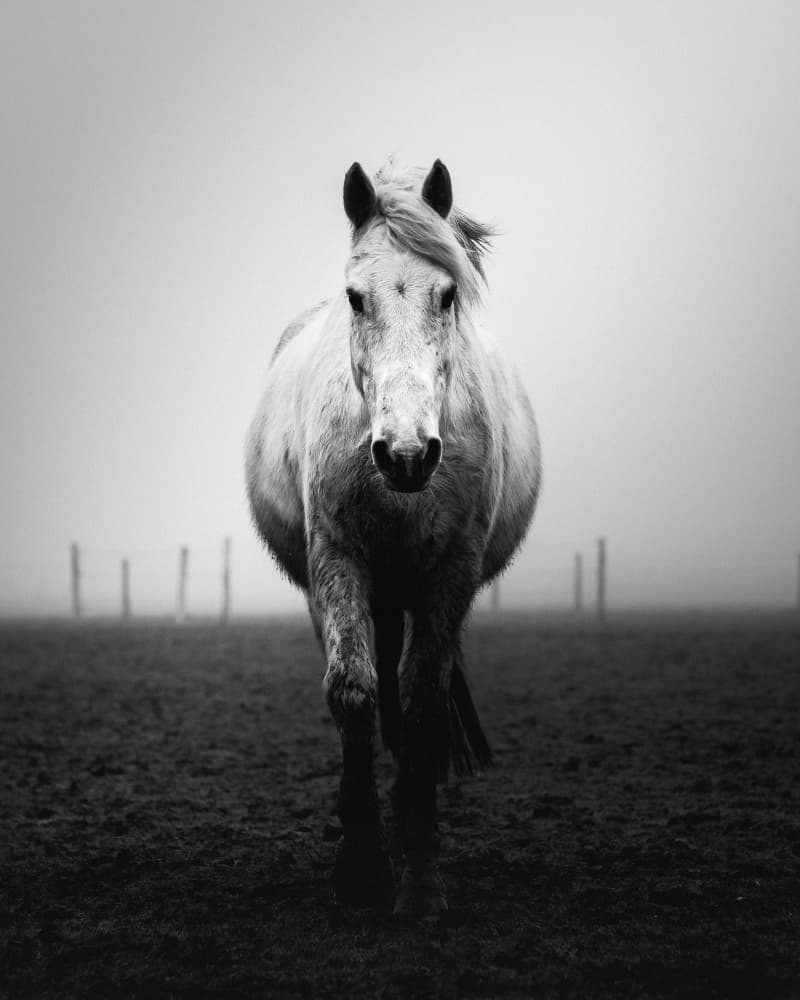 Horse in the Mist by Christophe Staelens — canvas wall art