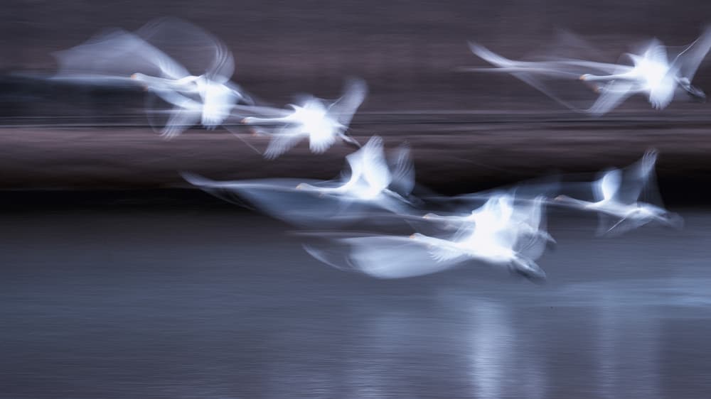 Ethereal Swans in Flight by Summer2016 — canvas wall art