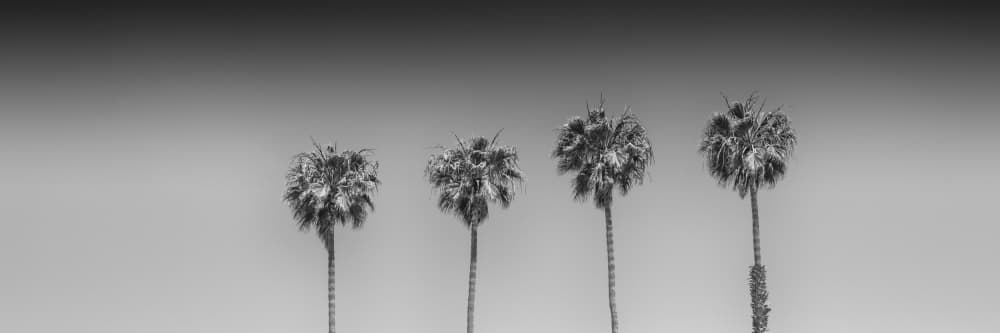 Monochrome Palm Trees by Melanie Viola — canvas wall art