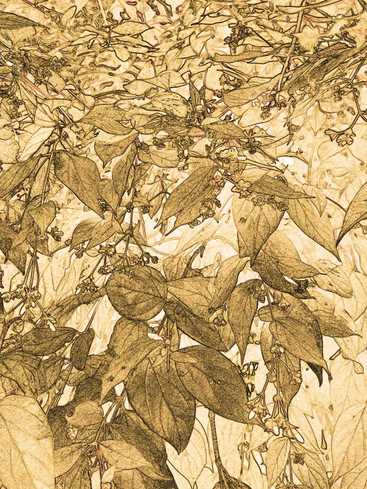 Vintage Botanical Sketch by Santhosh ch — canvas wall art