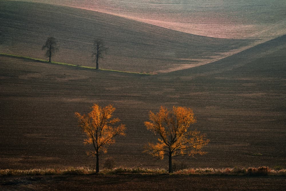 Golden Trees on Hills by Jure Kravanja — canvas wall art