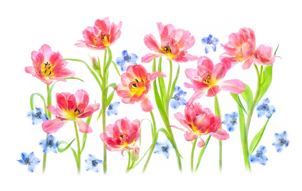 Delicate Pink Tulips by Lydia Jacobs — canvas wall art