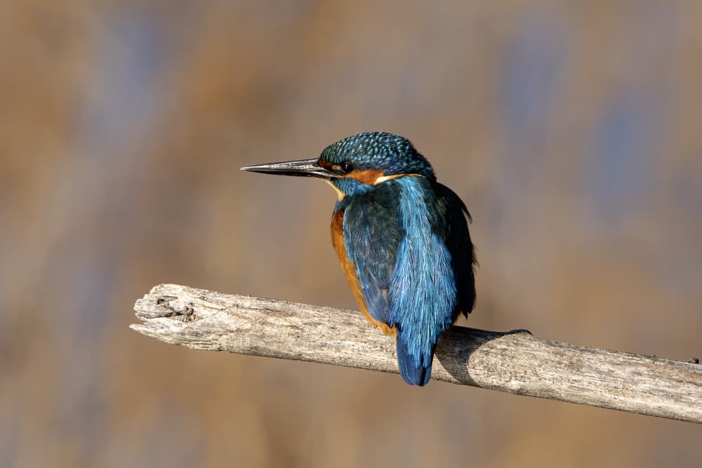 Vibrant Kingfisher Perched by Ruth Franke — canvas wall art