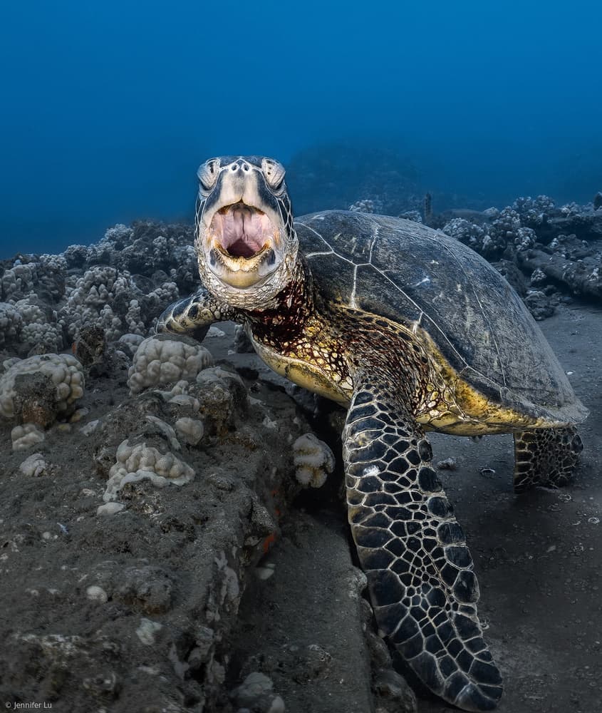 Turtle yawning by Jennifer Lu — canvas wall art