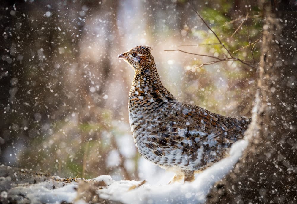 Grouse In Winter Snow by Kimberly — canvas wall art