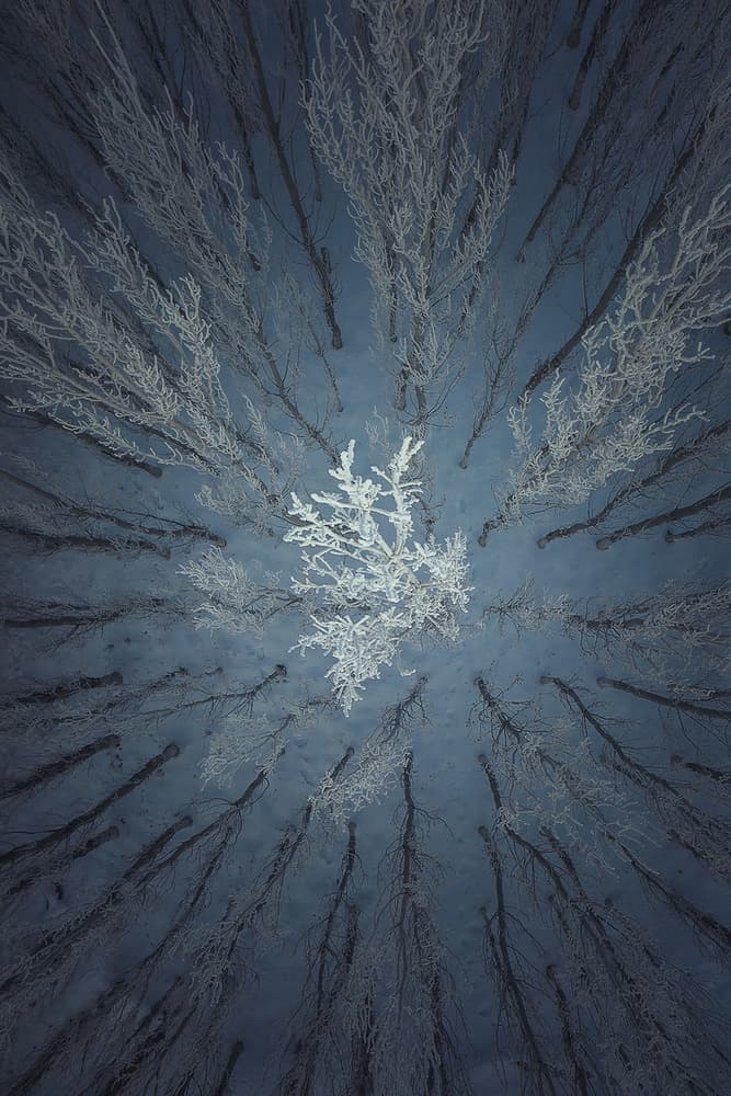 Frosty Forest Canopy by TIANQI — canvas wall art