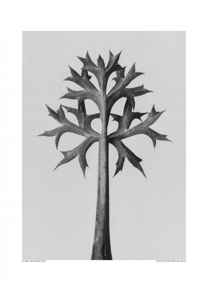 Eryngium Bourgatii by Karl Blossfeldt — canvas wall art