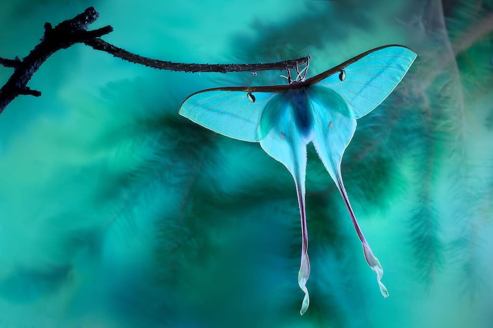 Green Luna Moth by Jimmy Hoffman — canvas wall art