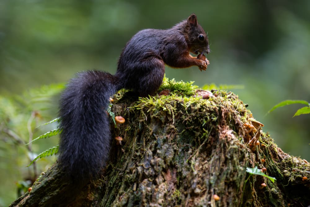 Wild Squirrel Foraging by Bjoern Alicke — canvas wall art