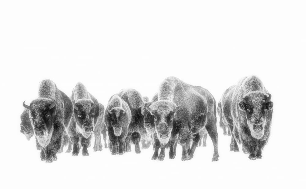 Bison In Winter White by Yuan Su — canvas wall art