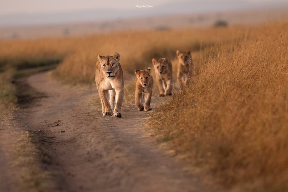 Savanna Lion Family by Saikiran Bhagavatula — canvas wall art