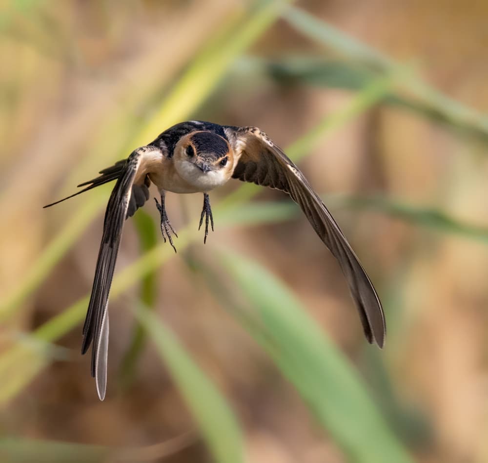 Wild Bird In Flight by Guy Wilson — canvas wall art