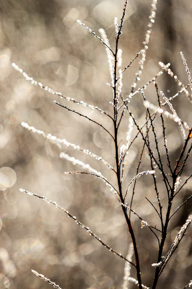 A Winter Morning 5 by Mareike Böhmer — canvas wall art