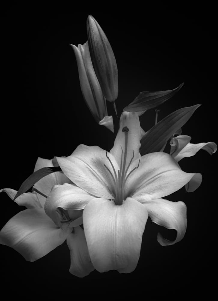 Elegant White Lilies by Montserrat Alviani — canvas wall art
