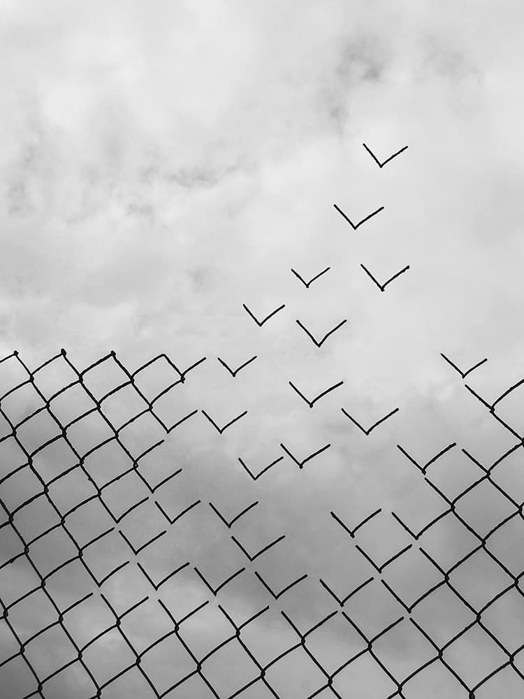 Birds Breaking Free by Daniel Alonso — canvas wall art