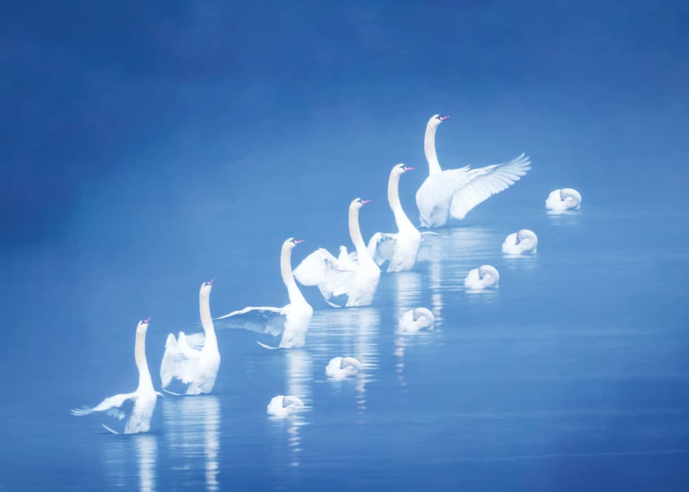 Graceful Swans Blue Waters by Chuanxu Ren — canvas wall art