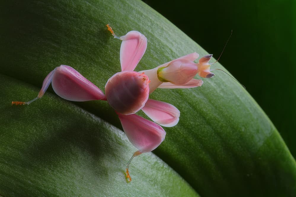 Pink Orchid Mantis by Jimmy Hoffman — canvas wall art