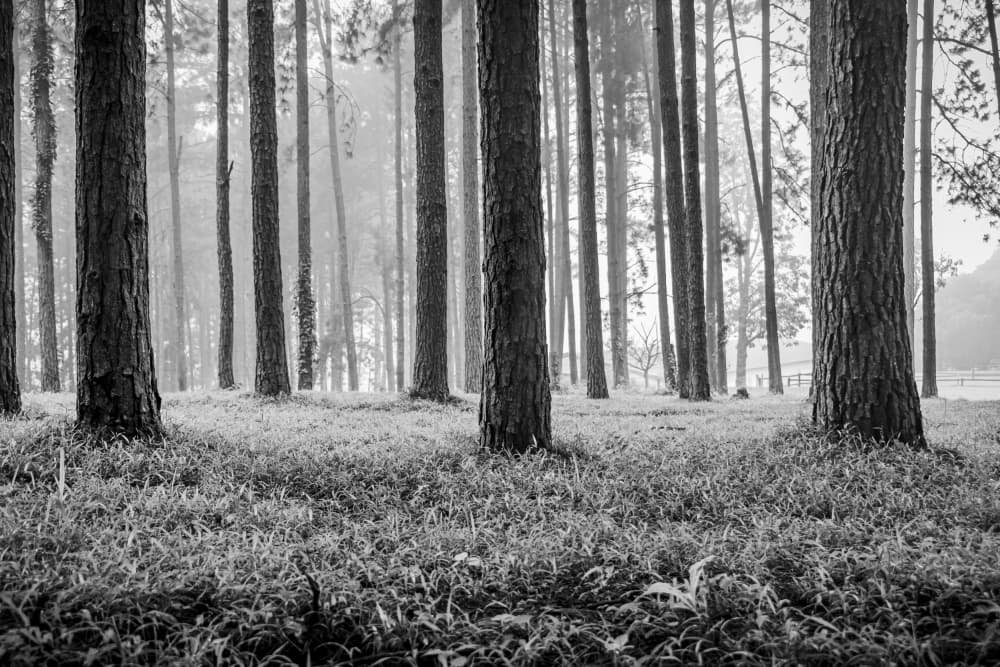Misty Pine Forest by Hein Jonker — canvas wall art
