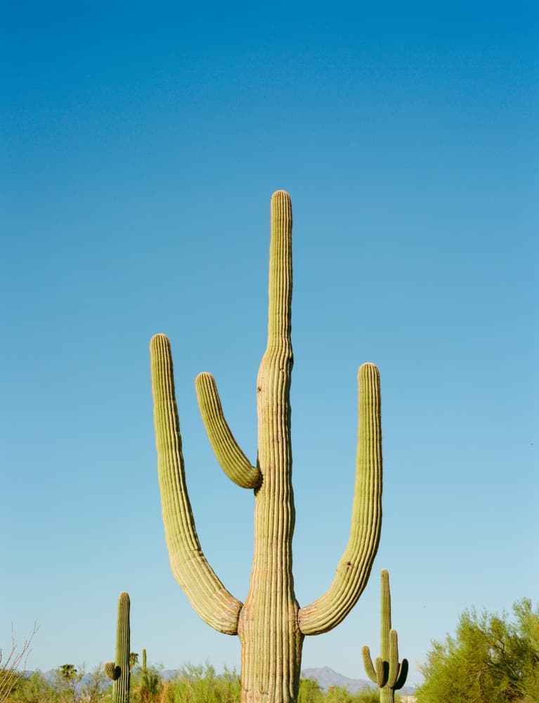 Iconic Desert Saguaro by Bethany Young — canvas wall art