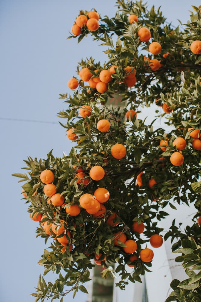 Vibrant Orange Tree by Claudia Casal — canvas wall art