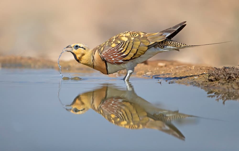 Sandgrouse Water Reflection by Shlomo Waldmann — canvas wall art
