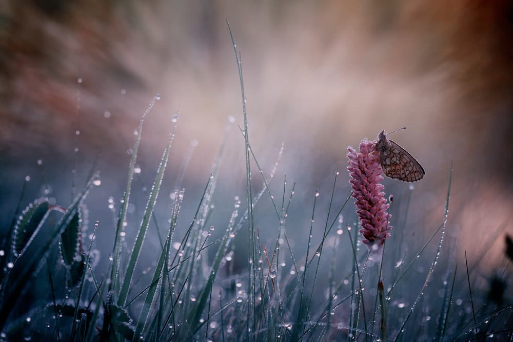 Glistening Morning Butterfly by Anton van Dongen — canvas wall art