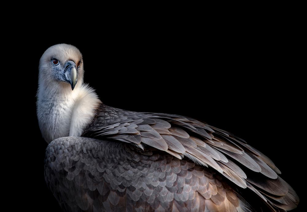 Vulture Portrait by Chris Coenders — canvas wall art