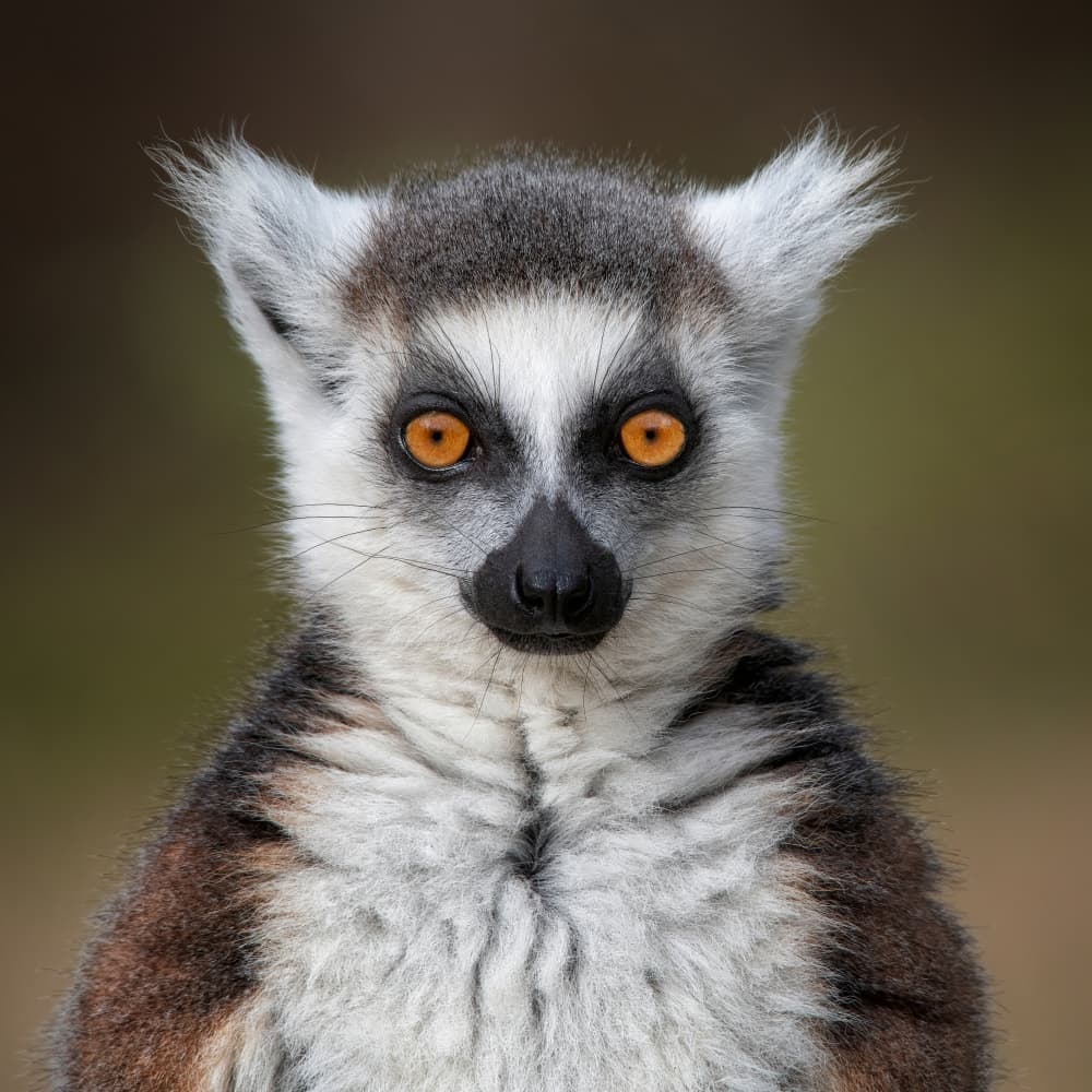Ring-Tailed Lemur Portrait by Mathilde Guillemot — canvas wall art