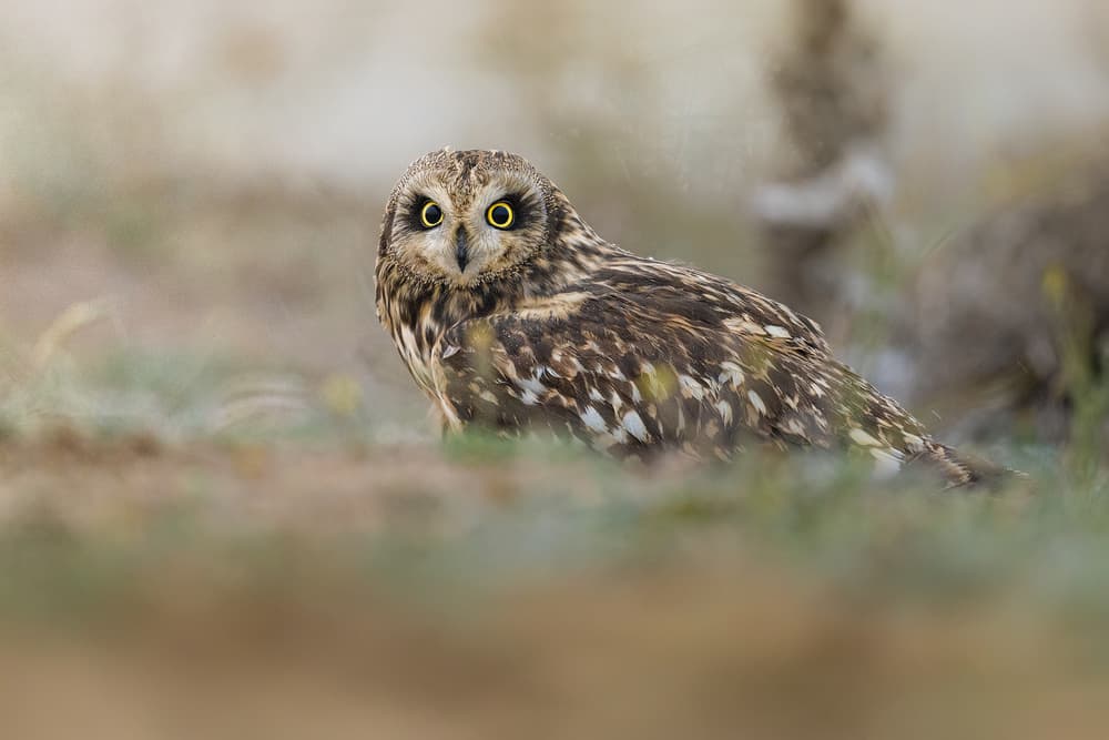 Curious Short-eared Owl by Ahmed Sobhi — canvas wall art