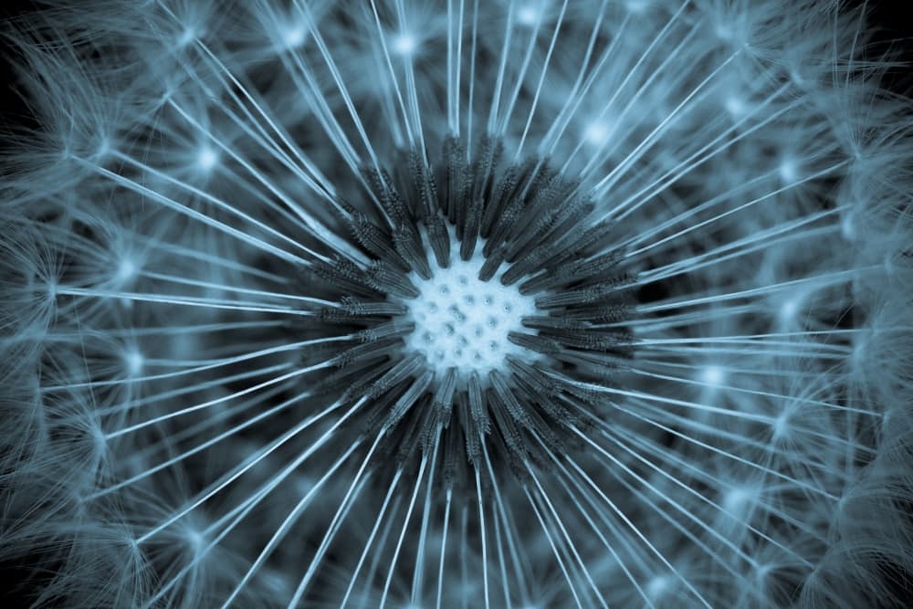 Ethereal Blue Dandelion by Guillaume Legraverend — canvas wall art