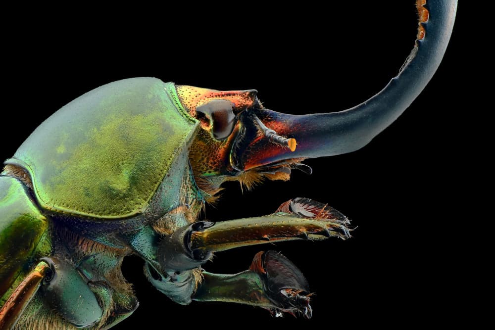 Vibrant Stag Beetle by Edy Pamungkas — canvas wall art