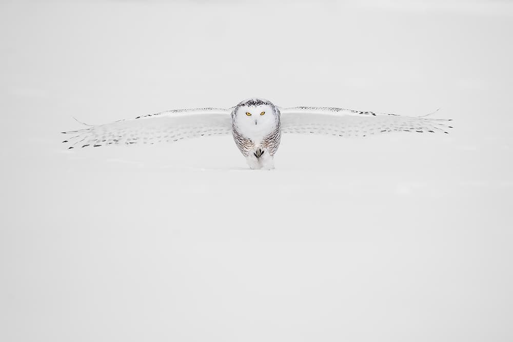 Snowy Owl Winter Flight by Marco Pozzi — canvas wall art