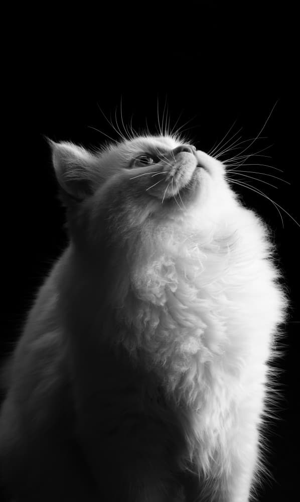 Elegant White Cat Gaze