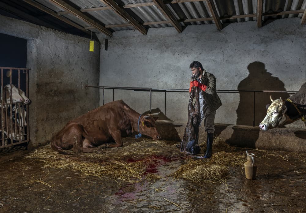 Farmer and Newborn Calf by Mitra Bahmani — canvas wall art