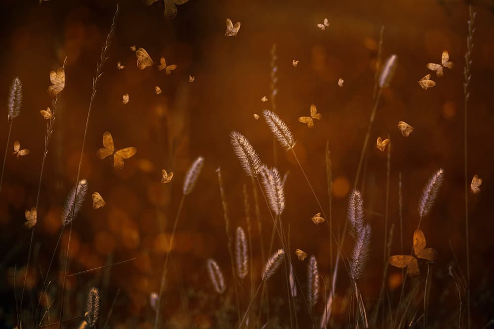 Golden Butterflies Meadow by Cicek Kiral — canvas wall art