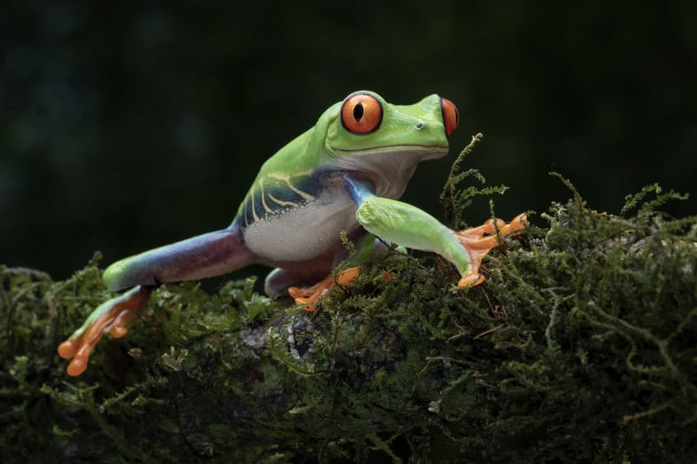 Red Eyed Tree Frog by Tantoyensen — canvas wall art