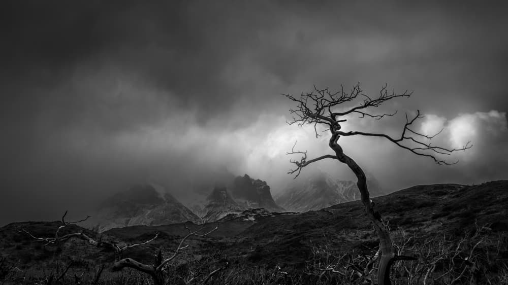 Solitary Tree Storm Clouds by Yanny Liu — canvas wall art