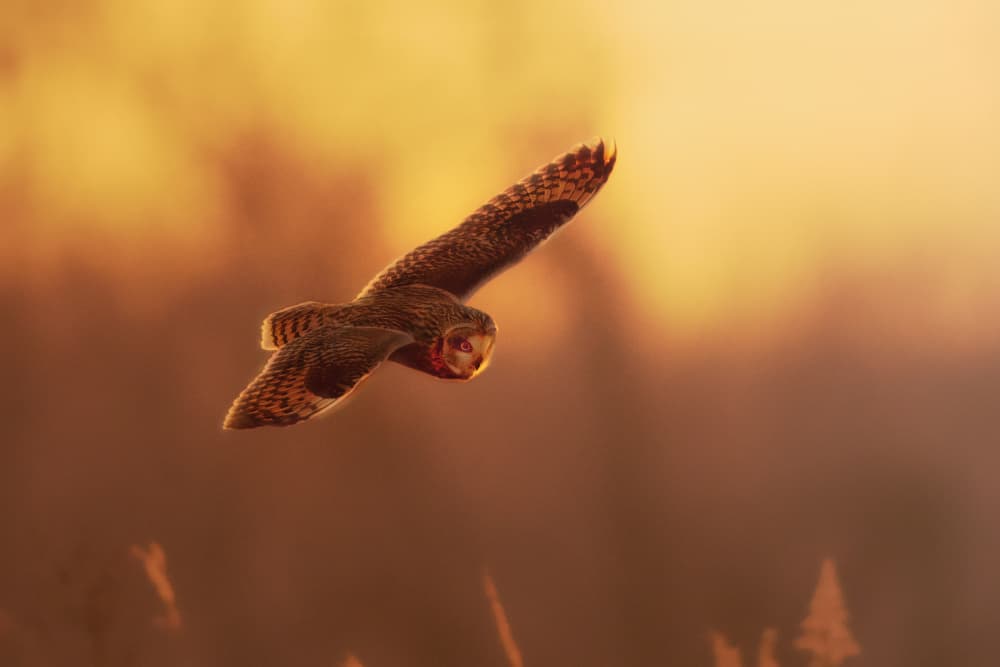 Golden Hour Owl by Robert Zhang — canvas wall art