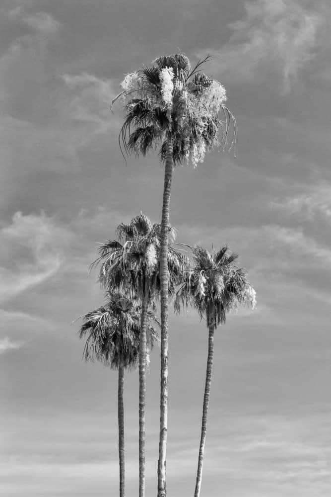 Tall Desert Palms by Melanie Viola — canvas wall art