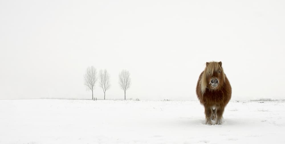 Winter Pony In Snow