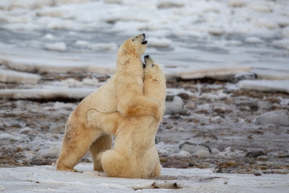 Playful Polar Bears by Alessandro Catta — canvas wall art