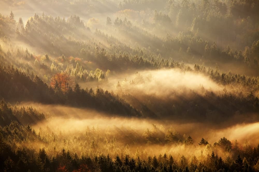 Golden Morning Mist by Martin Rak — canvas wall art