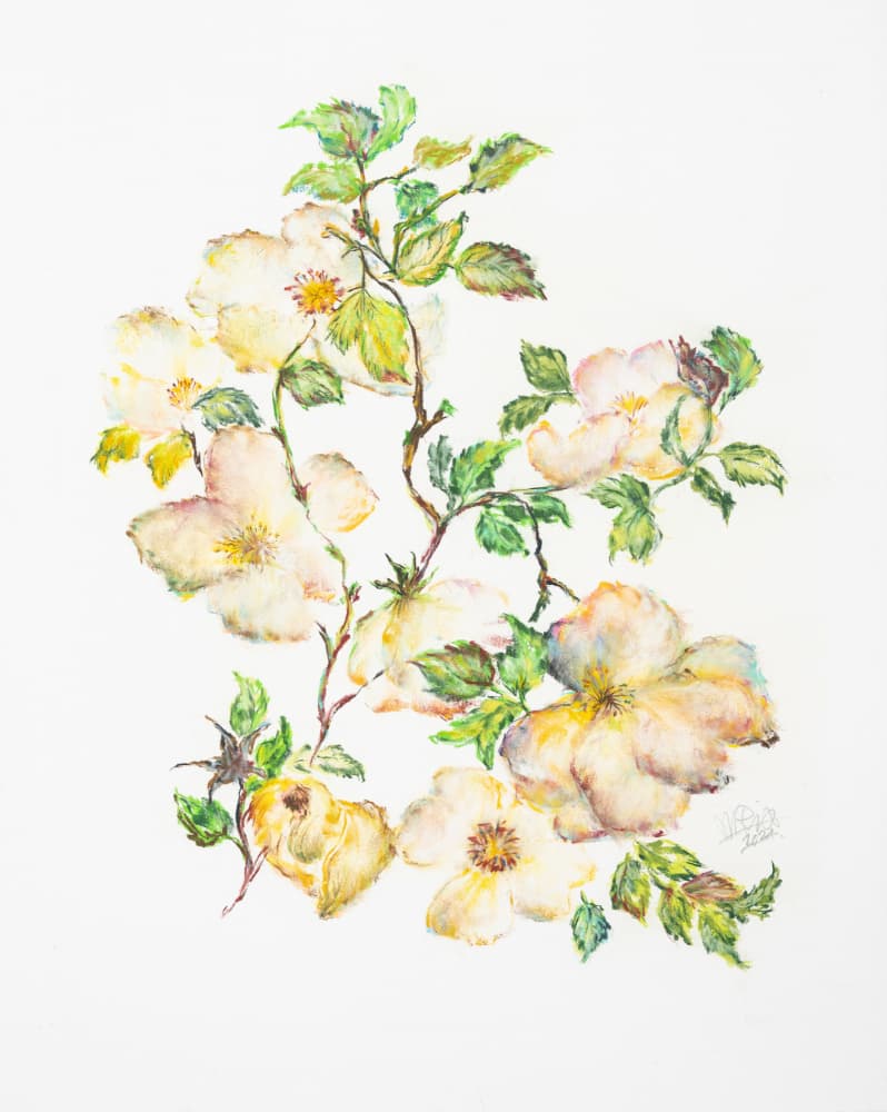 Soft White Rose Branches