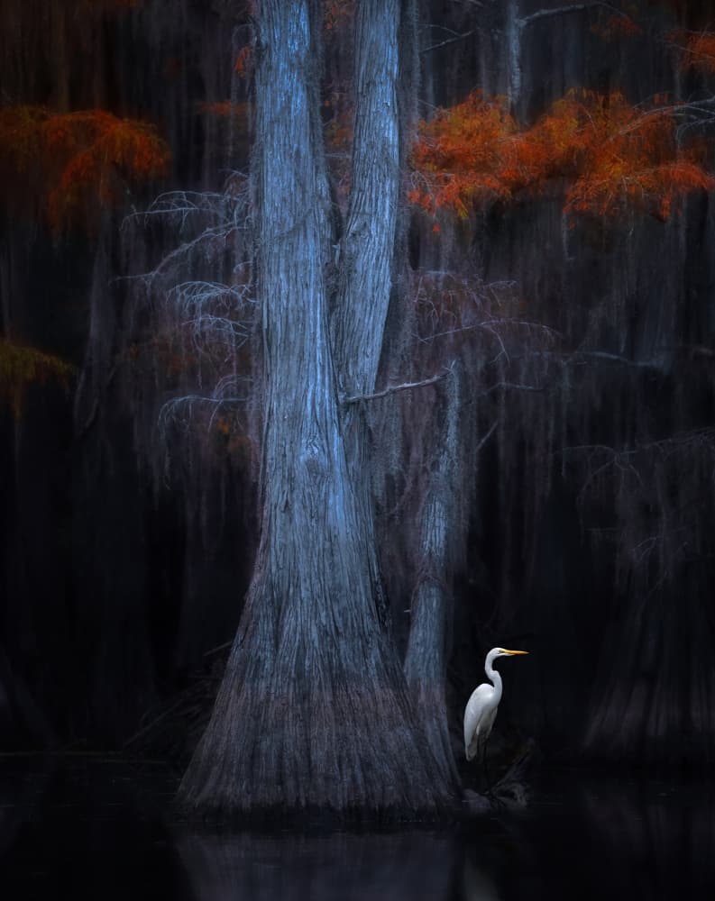 Mystical Swamp Egret by Catherine Wang — canvas wall art