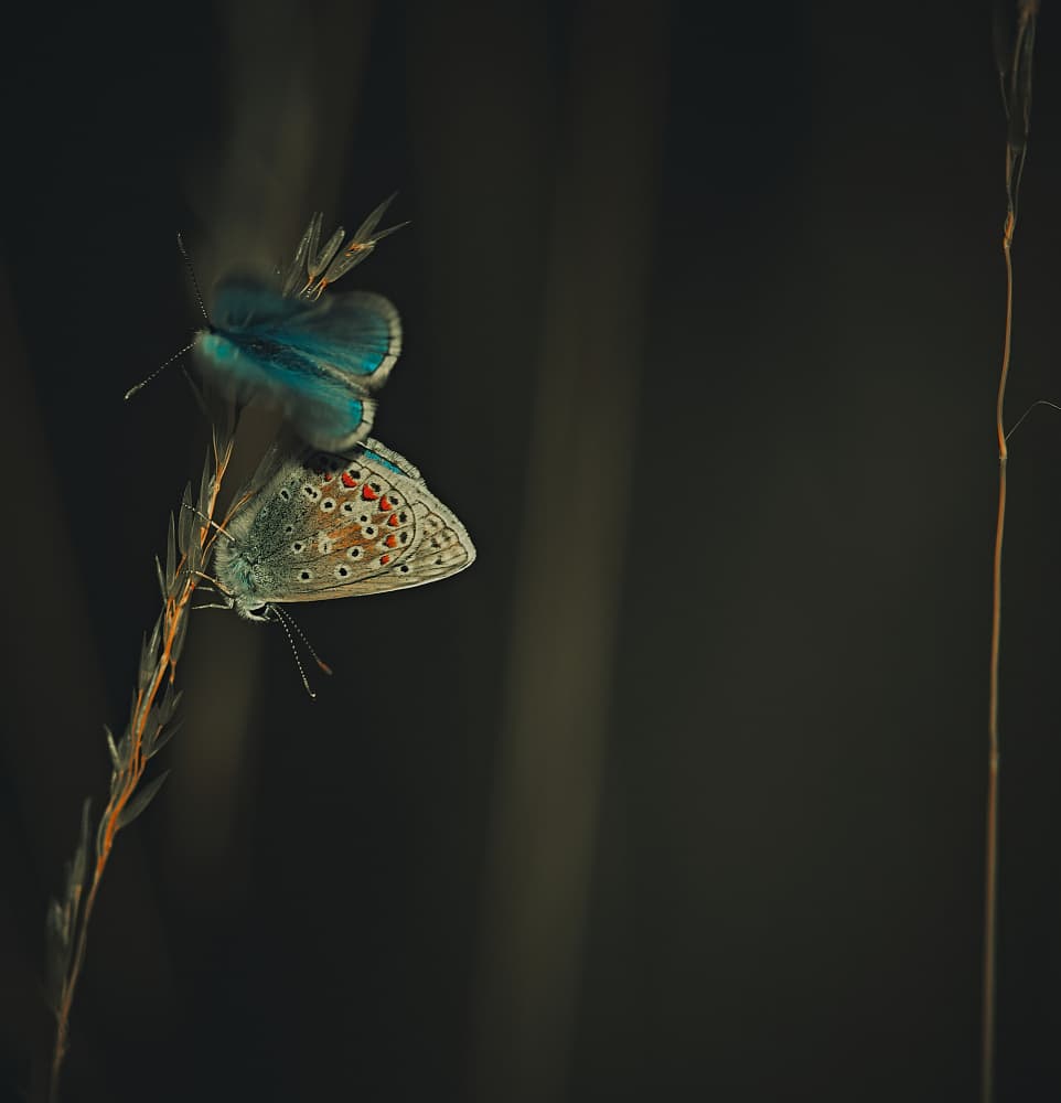 Blue Butterflies Perched by Stuart Williams — canvas wall art