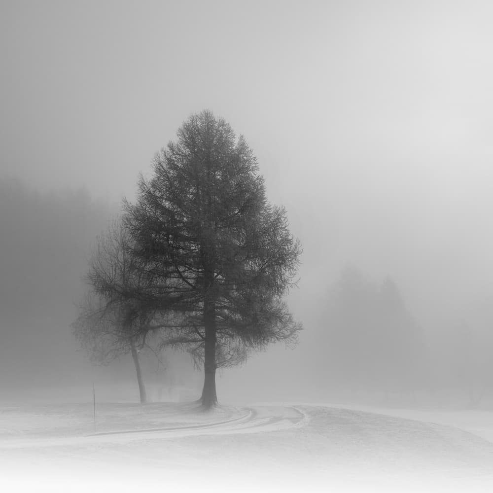 Trees In Winter Fog by VéroniqueS — canvas wall art