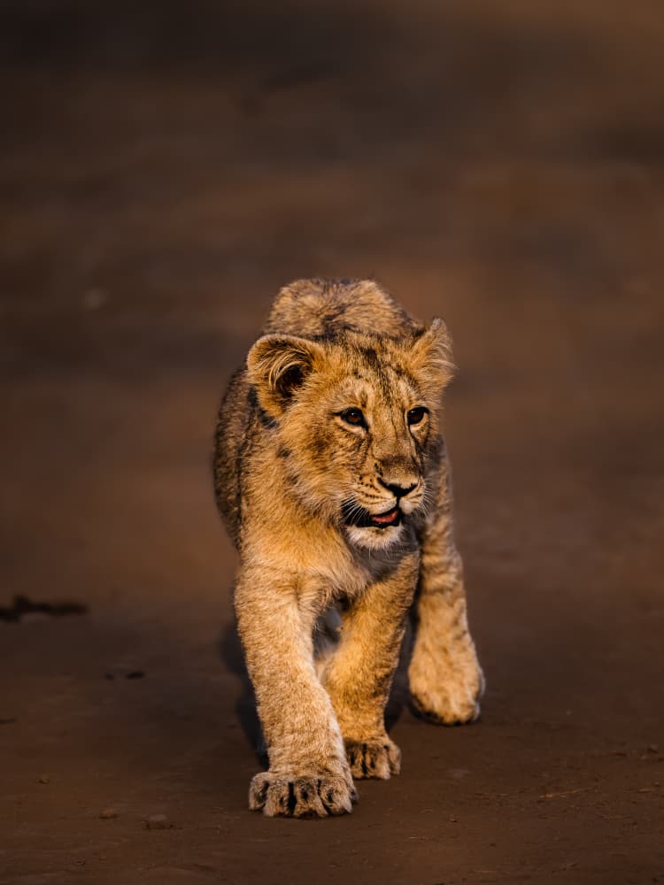 Curious Lion Cub by Kanchan Singodia — canvas wall art