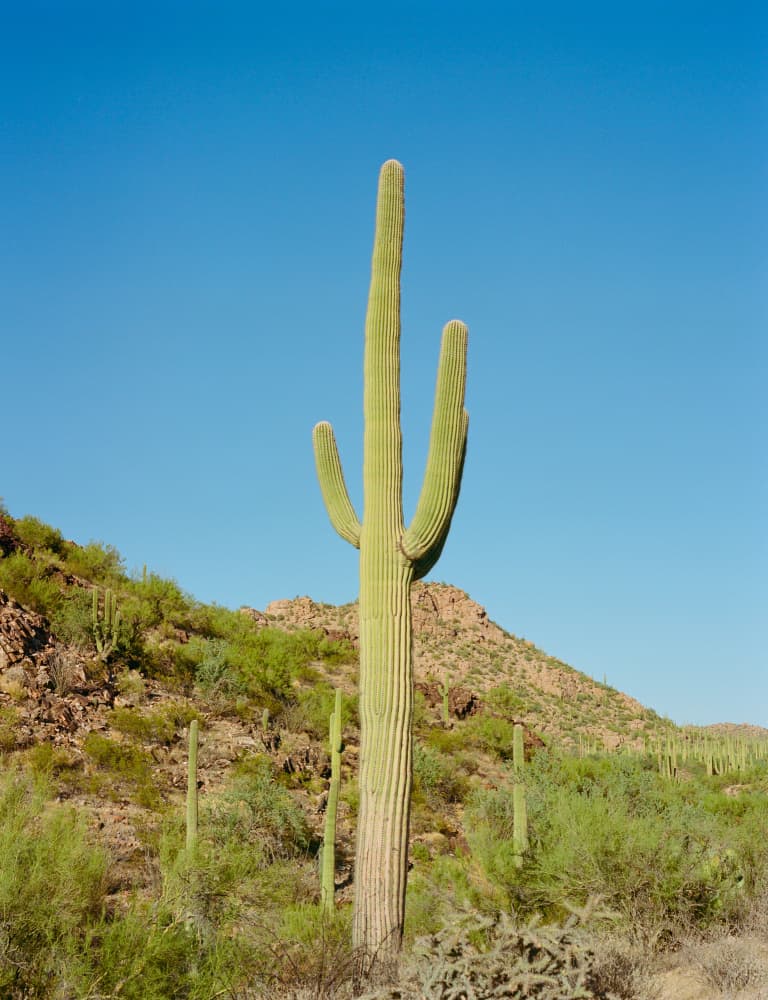 Majestic Saguaro Cactus by Bethany Young — canvas wall art