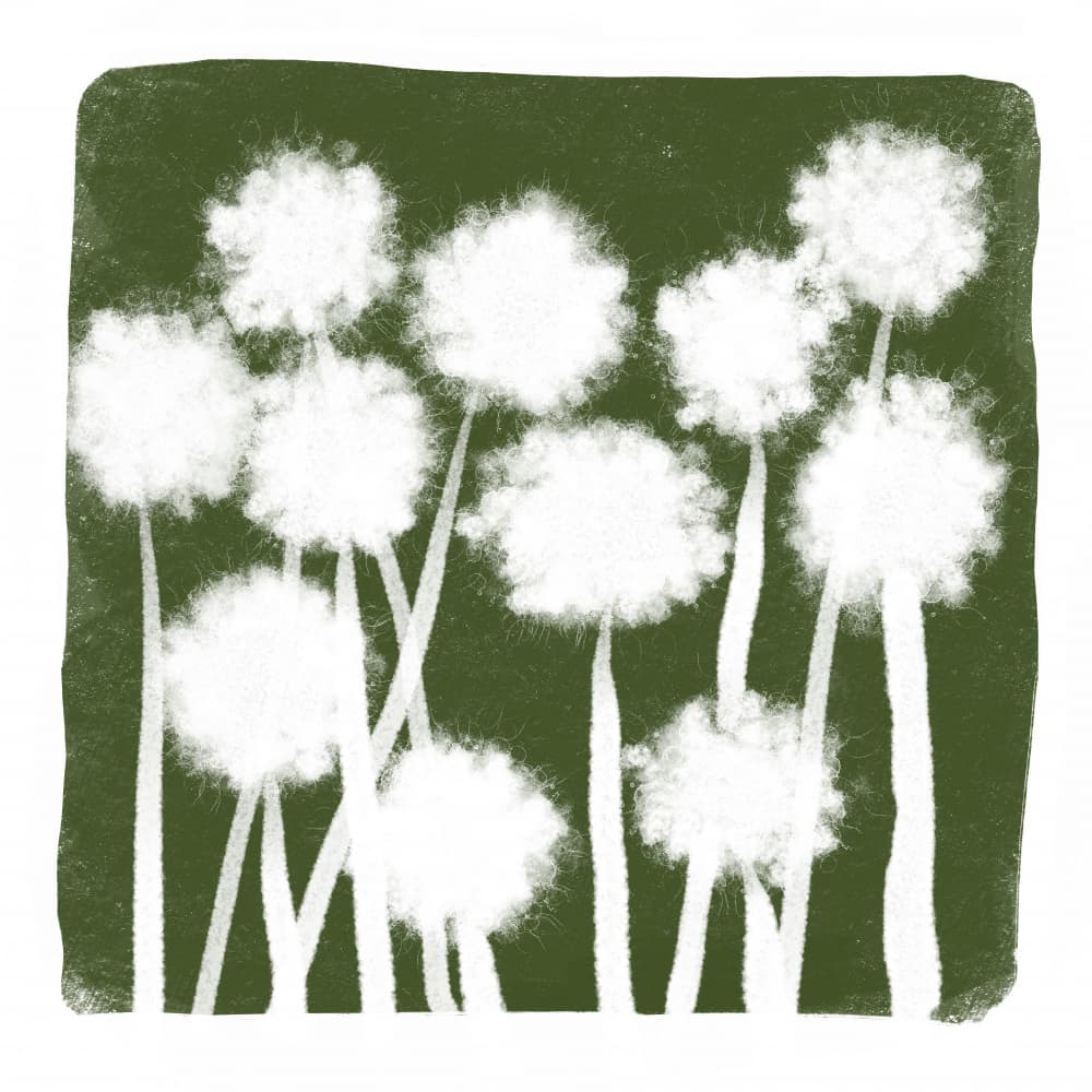 Serene Dandelion Fluff by Sharyn Bursic — canvas wall art