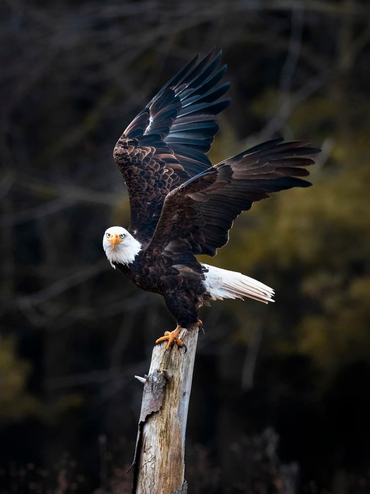 Majestic Eagle Spreads Wings by Fion Wong — canvas wall art